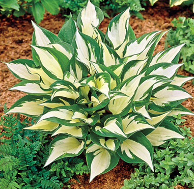 Хоста Лоялист